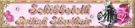 Schibboleths British Shorthair banner