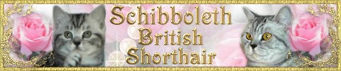 Schibboleths British Shorthair banner