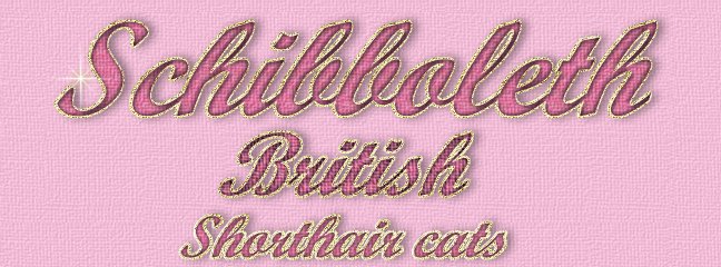 Schibbolets British Shorthair Cattery