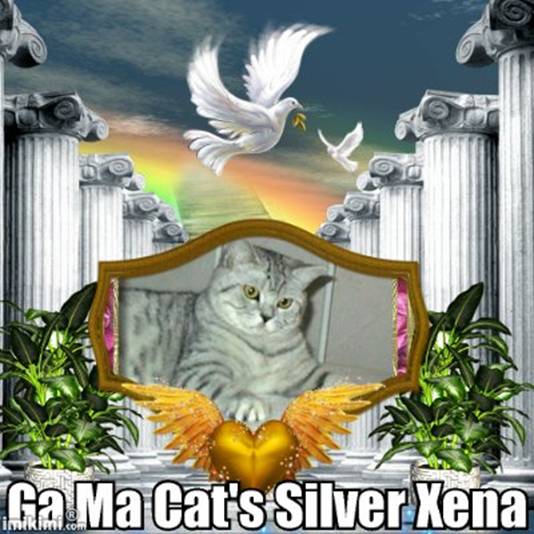 (N) Ga Ma Cats Silver Xena a