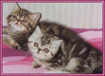 Two Schibboleths kitten